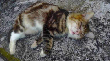 Yerde Uyuyan Kedi, Çizgili Kedi Kestiriyor, Yerde Huzurlu Uyku.