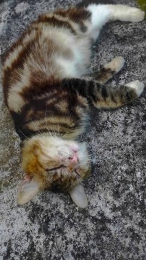 Yerde Uyuyan Kedi, Çizgili Kedi Kestiriyor, Yerde Huzurlu Uyku.