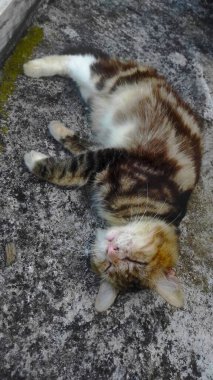 Yerde Uyuyan Kedi, Çizgili Kedi Kestiriyor, Yerde Huzurlu Uyku.