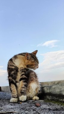 Close-Up of Cat on Rooftop Under Sky. A Cat Moment of Reflection. 