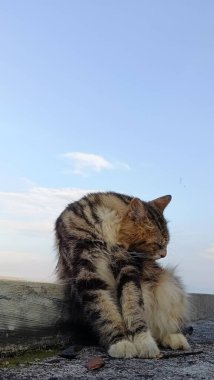 Close-Up of Cat on Rooftop Under Sky. A Cat Moment of Reflection. 