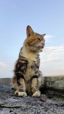 Close-Up of Cat on Rooftop Under Sky. A Cat Moment of Reflection. 