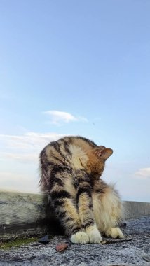 Close-Up of Cat on Rooftop Under Sky. A Cat Moment of Reflection. 