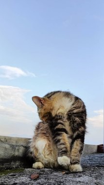 Close-Up of Cat on Rooftop Under Sky. A Cat Moment of Reflection. 