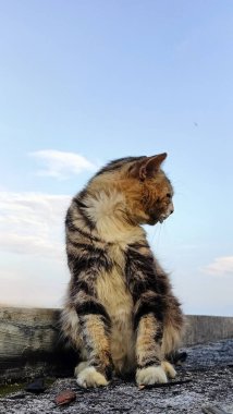Close-Up of Cat on Rooftop Under Sky. A Cat Moment of Reflection. 