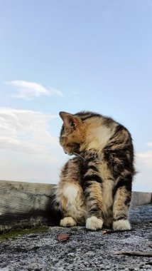 Close-Up of Cat on Rooftop Under Sky. A Cat Moment of Reflection. 