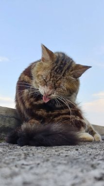 Close-Up of Cat on Rooftop Under Sky. A Cat Moment of Reflection. 