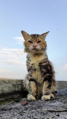 Close-Up of Cat on Rooftop Under Sky. A Cat Moment of Reflection. 