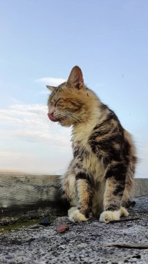 Close-Up of Cat on Rooftop Under Sky. A Cat Moment of Reflection. 
