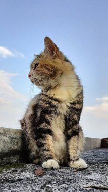 Close-Up of Cat on Rooftop Under Sky. A Cat Moment of Reflection. 
