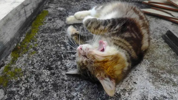 Yerde Uyuyan Kedi, Çizgili Kedi Kestiriyor, Yerde Huzurlu Uyku.