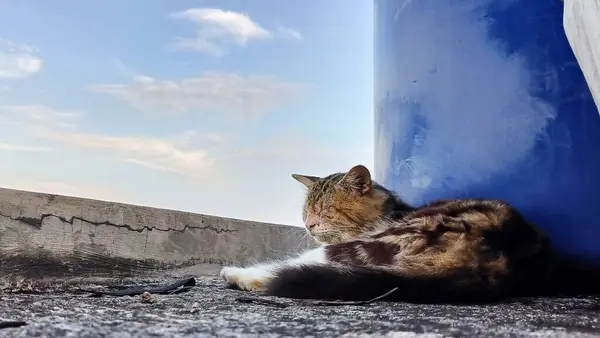Close-Up of Cat on Rooftop Under Sky. A Cat Moment of Reflection. 