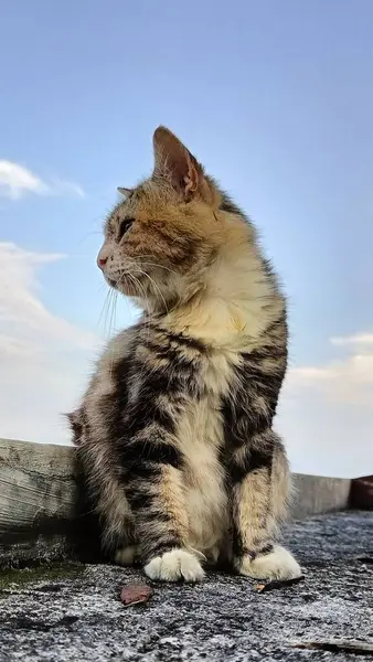 Close-Up of Cat on Rooftop Under Sky. A Cat Moment of Reflection. 