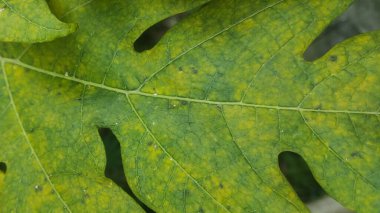 Sarı benekli bir Papaya Yaprağının Yakın Görüntüsü