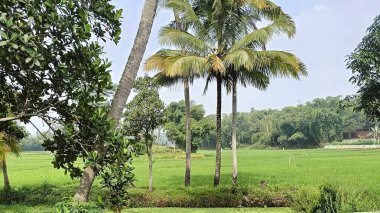 Pirinç Tarlaları ve Palmiye Ağaçlarıyla Tropikal Manzara