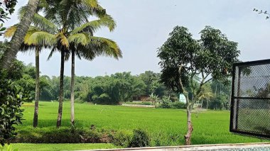 Pirinç Tarlaları ve Palmiye Ağaçlarıyla Tropikal Manzara