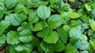 Yemyeşil yapraklar taze ve serinletici. Yeşil yapraklar güzel bir bahçede.