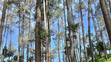 Çam ormanının güzel ve ferahlatıcı manzarası.