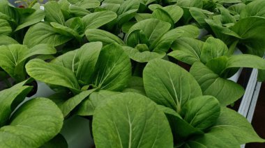 Serada taze yeşil yapraklar. Çatı bahçesinde taze ve gelişen hidrofonik bitkiler. Bahçede hidroponik marul bitkileri