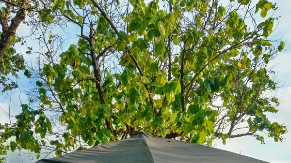 Yemyeşil yapraklar taze ve serinletici. Yeşil yapraklar güzel bir bahçede.