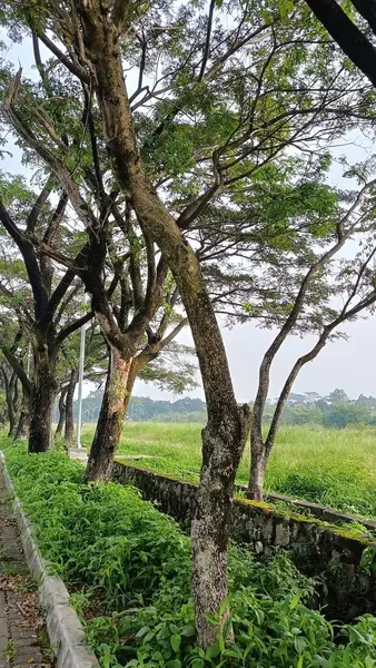 Ağaçlar yemyeşil yapraklarla sıralanmış..