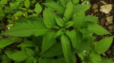 Yemyeşil yapraklar taze ve serinletici. Yeşil yapraklar güzel bir bahçede.