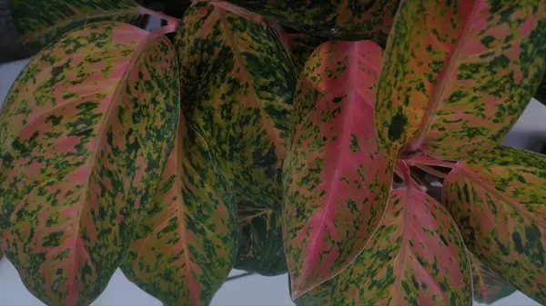 Su damlacıkları ile canlı bir Aglaonema yaprağının yakın çekimi.