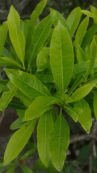 Yemyeşil yapraklar taze ve serinletici. Yeşil yapraklar güzel bir bahçede.