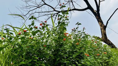 Gökyüzünün altında güzel bitkiler ve çıplak ağaçlar.