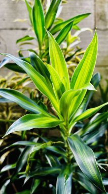 Parlak Yeşil Yapraklı Tropik Bitkilerin Güzelliği. Doğal Güneş Işığı.
