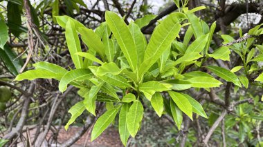 Yemyeşil yapraklar taze ve serinletici. Yeşil yapraklar güzel bir bahçede.