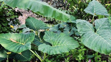 Doğal güneş ışığında yemyeşil taro yapraklarına yakın çekim