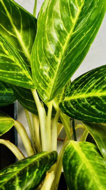 Güzel botanik fotoğrafı, doğal duvar kağıdı.