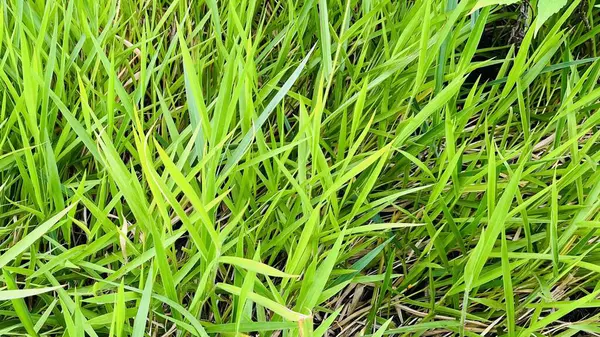 Ormandaki yemyeşil çimenler, doğal ışıkla aydınlanıyor.