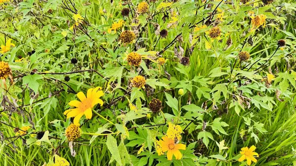 Sarı kır çiçekleriyle Parlak Çayır. Doğal Güneş Işığı.