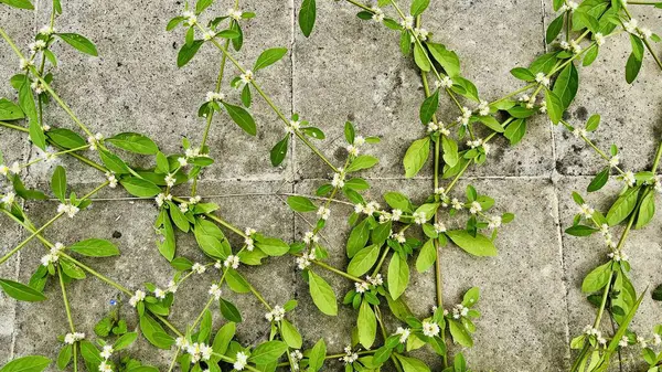 Beyaz Çiçekli Sarmaşıklar Tuğla Döşemeli Arkaplan