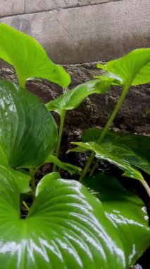 Sabah yağmur yağdığında bahçedeki güzel taze ve gür bitkilerin manzarası..