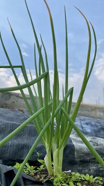 Bahçedeki bir soğanın güzel botanik portresi. Doğal duvar kağıdı