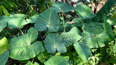 Doğal güneş ışığında yemyeşil taro yapraklarına yakın çekim
