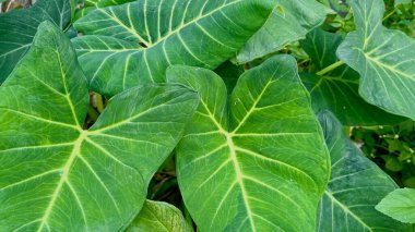 Doğal güneş ışığında yemyeşil taro yapraklarına yakın çekim