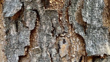 Ağaç kabuğunun arka planı güneş ışığıyla soyuluyor.