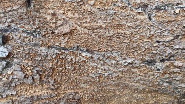 Ağaç kabuğunun arka planı güneş ışığıyla soyuluyor.