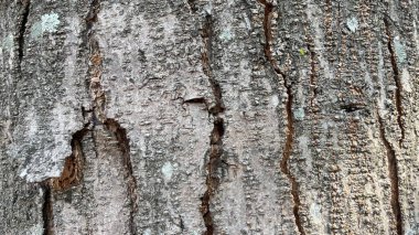 Ağaç kabuğunun arka planı güneş ışığıyla soyuluyor.