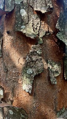 Ağaç kabuğunun arka planı güneş ışığıyla soyuluyor.