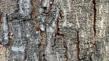 Ağaç kabuğunun arka planı güneş ışığıyla soyuluyor.