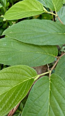 Yemyeşil yapraklar taze ve serinletici. Yeşil yapraklar güzel bir bahçede.