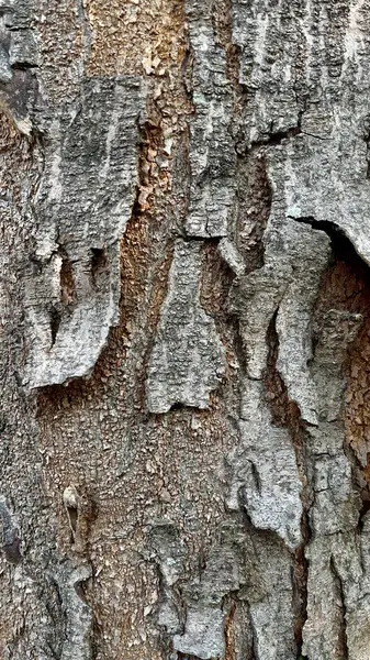 Ağaç kabuğunun arka planı güneş ışığıyla soyuluyor.