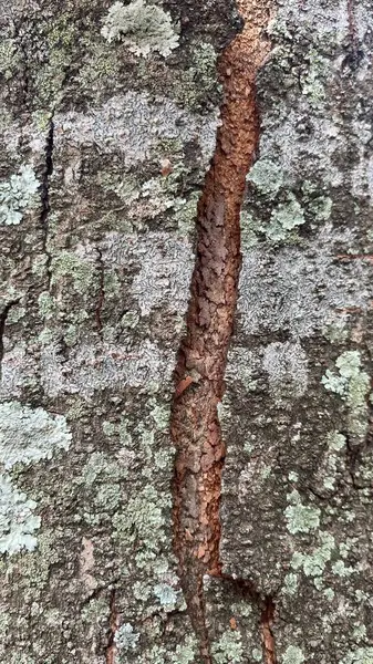 Ağaç kabuğunun arka planı güneş ışığıyla soyuluyor.