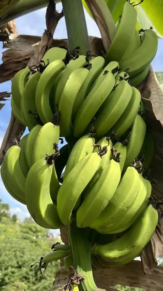 Ağaçta yeşil muzlar ve güneş ışığı