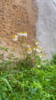 Beyaz ve Sarı Kırsal Duvarlı Papatyalar Gibi Vahşi